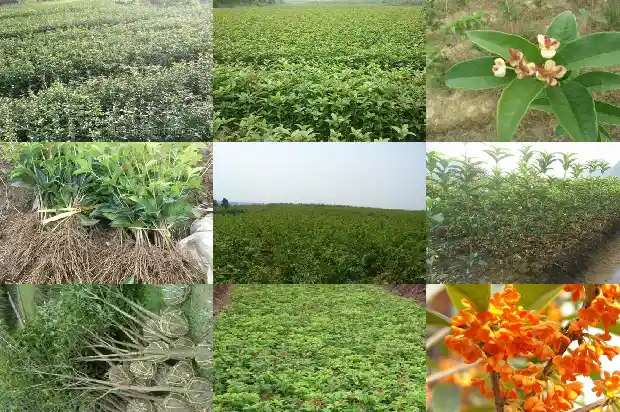 最值钱的桂花树种子有哪些名字1683680887411