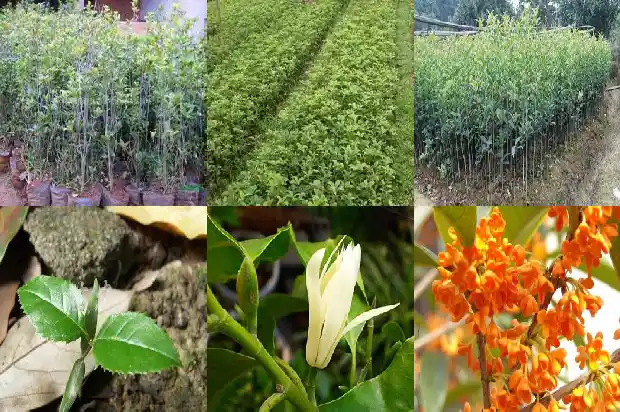 最值钱的桂花树种子有哪些名字1683680887504