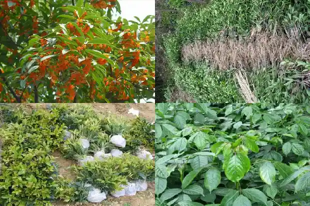 最名贵的桂花树在哪里呢1683680909498