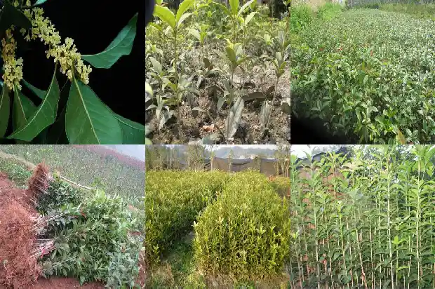 最名贵的桂花树在哪里呢1683680909546