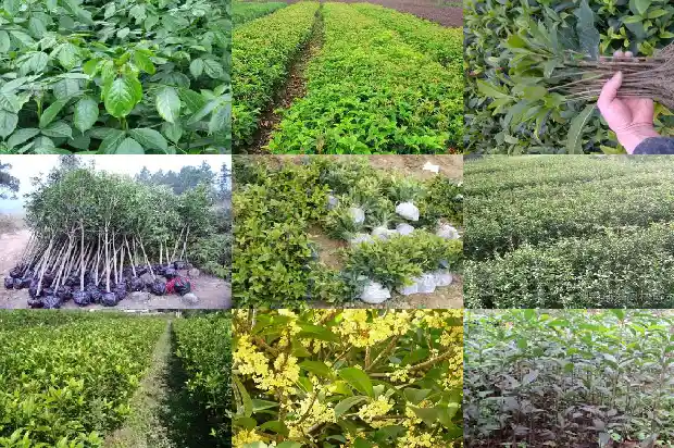 桂花树种在门前左边还是右边好呢1688692460390