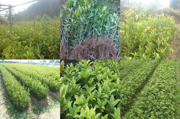 最古老的桂花树在哪1683680929431