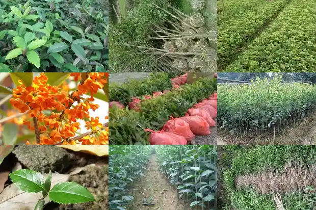 桂花的作用与价值及功效1689313508153