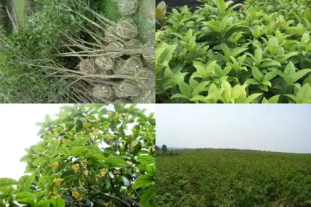 中国最贵的桂花树在哪里1683680982038