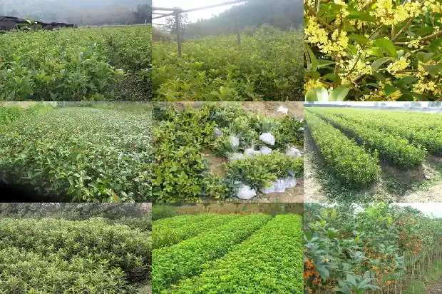 中国最贵的桂花树在哪里1683680982086