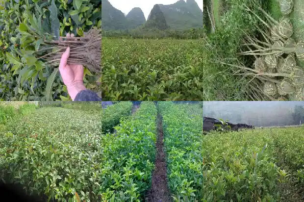 中国最古老的桂花树1683681001359