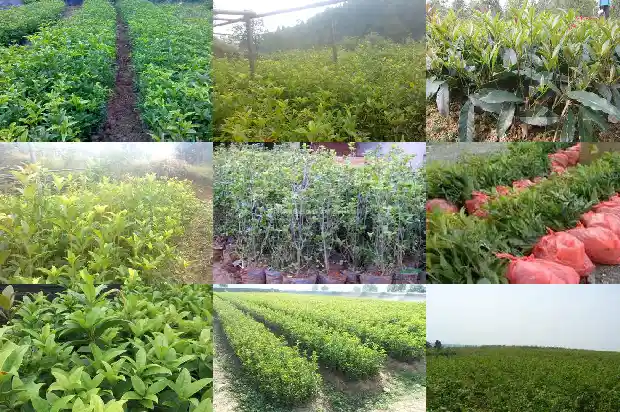 中国最古老的桂花树1683681001455