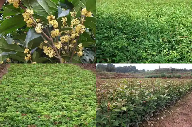 哪里的桂花树最出名呢1683681019028