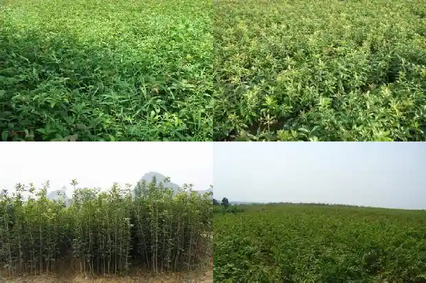 哪里的桂花树最出名呢1683681019076