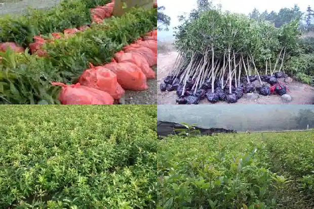 哪里的桂花树最出名又好看1683681034875
