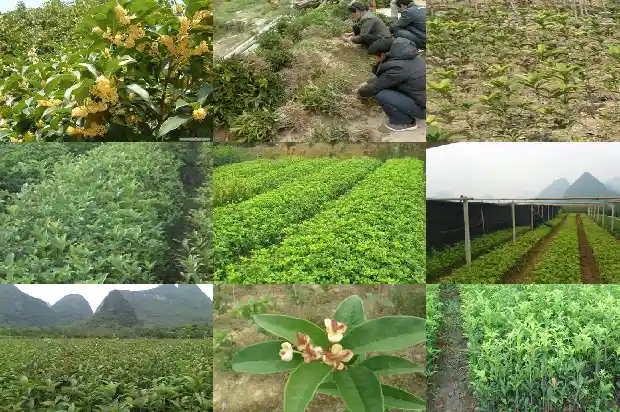 哪种桂花树好看又香1683681058276