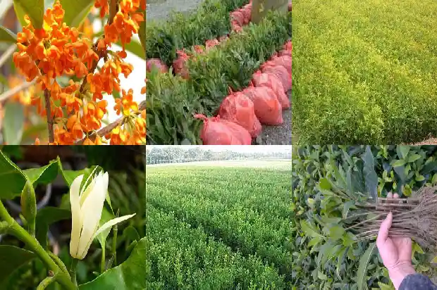 哪种桂花树好看又好看1683681081922