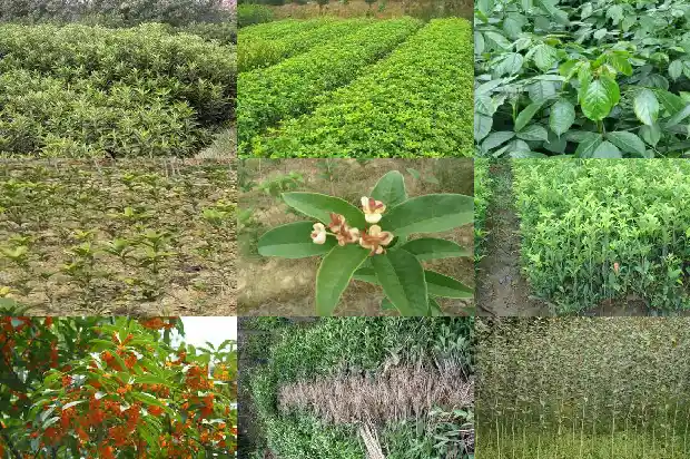 哪种桂花树好看又好看1683681082066