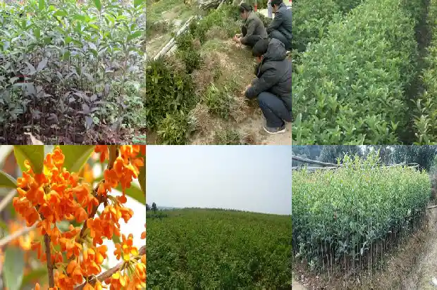 哪个地方的桂花树最好看1683681103540