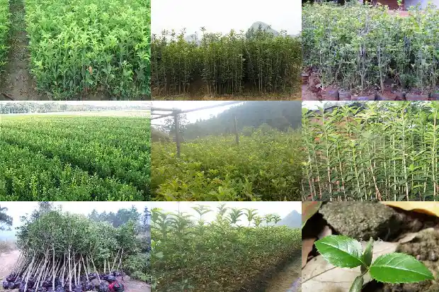 哪个地方的桂花树最好看1683681103588
