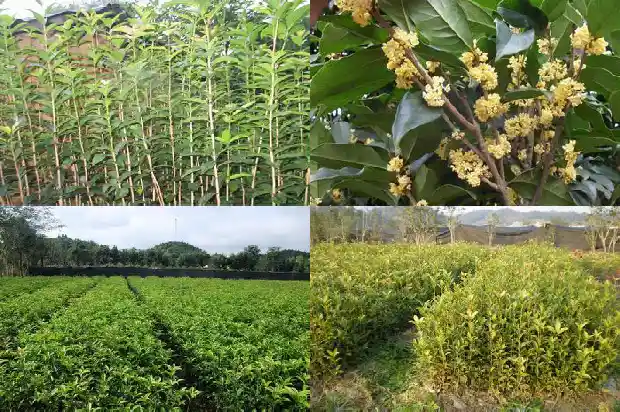 哪个地方的桂花树最好看1683681103636