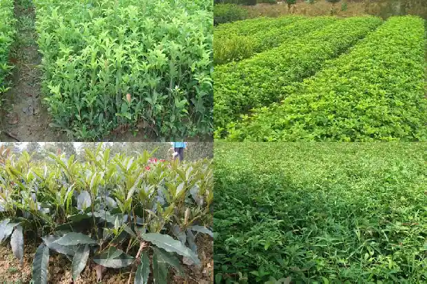 哪个地方的桂花树最好种1683681145097