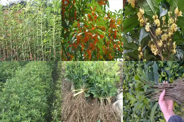 哪个地方的桂花树最好种1683681145192