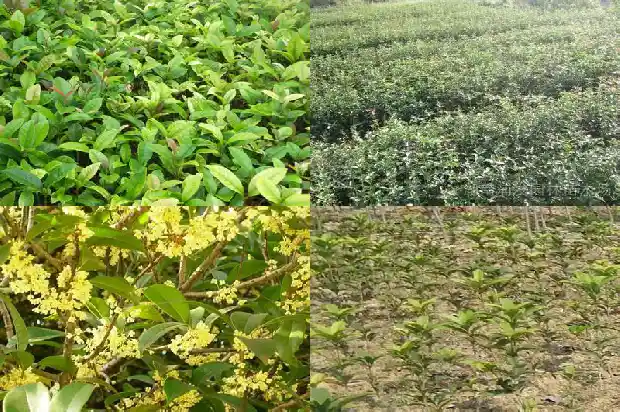 桂花树的品种及价格表大全1689838187946