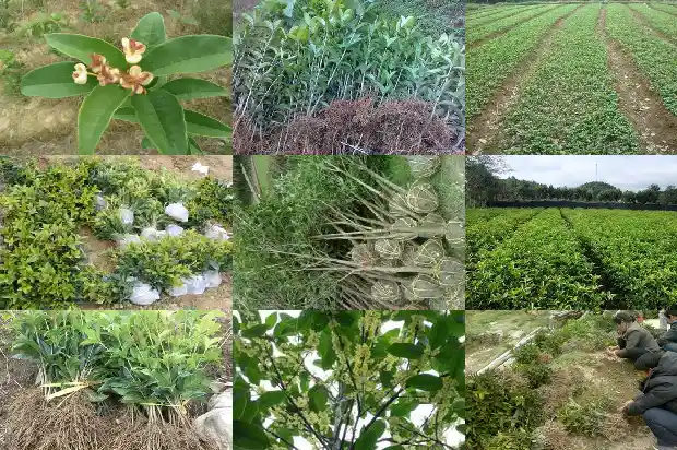 哪种桂花树好养活又好看1683681185092
