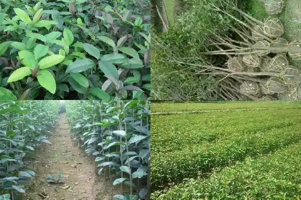 哪种桂花树好养活又好看1683681185139