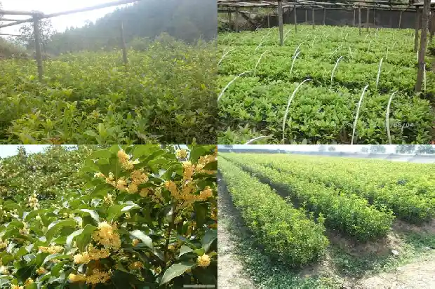 哪种桂花树好养活又好看1683681185187