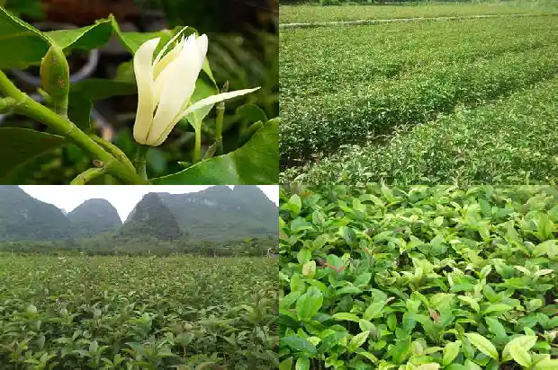 家庭种什么桂花树好1683681204691