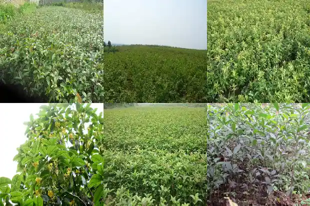 家庭种什么桂花树好1683681204786