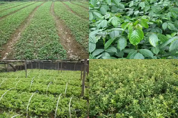 家庭种什么桂花树好1683681204834