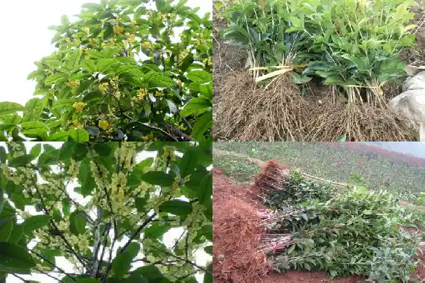 那里桂花树最好种植1683681243791