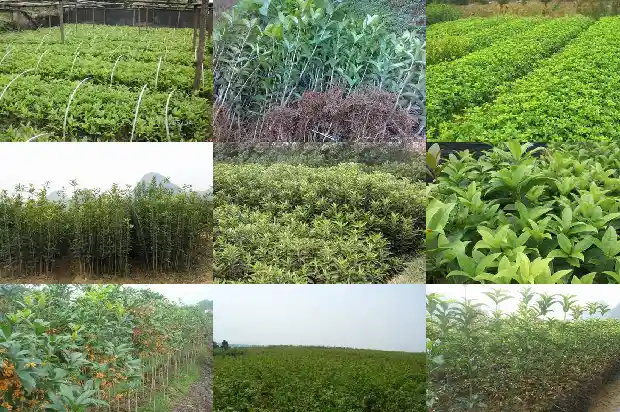那里桂花树最好种植1683681243839