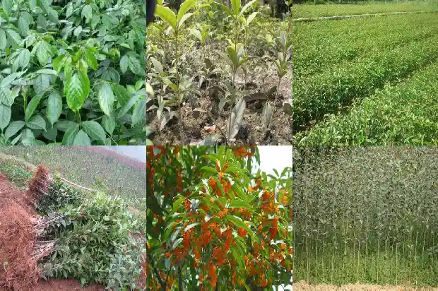 桂花树种哪里比较好看1683681260764