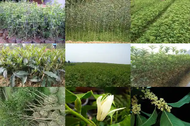 桂花树种哪里比较好养1683681280519
