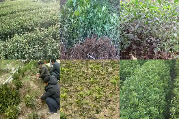 桂花树种哪里比较好养1683681280567