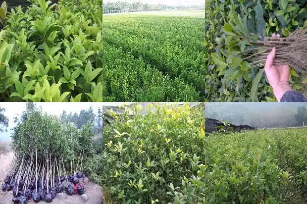 桂花树在家养好不好呢1683681297667
