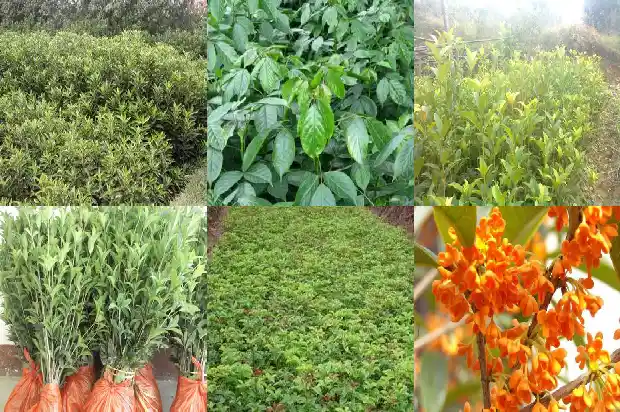 桂花树在家养好不好呢1683681297714