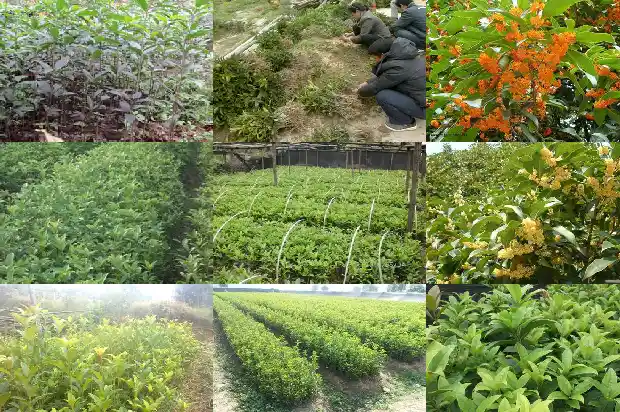 桂花树在家养好不好养1683681314826