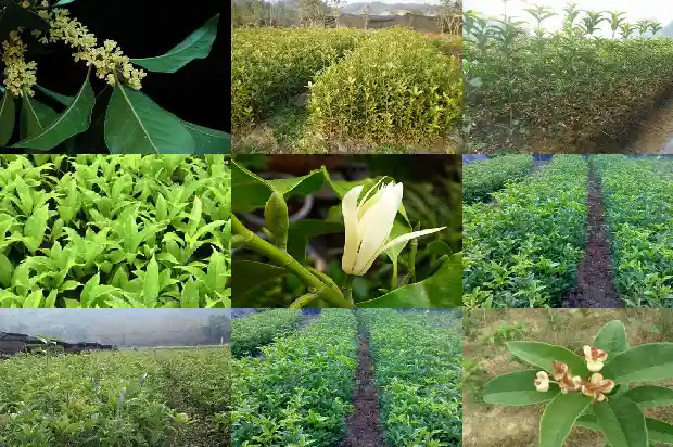 桂花树养家里好吗1683681336899