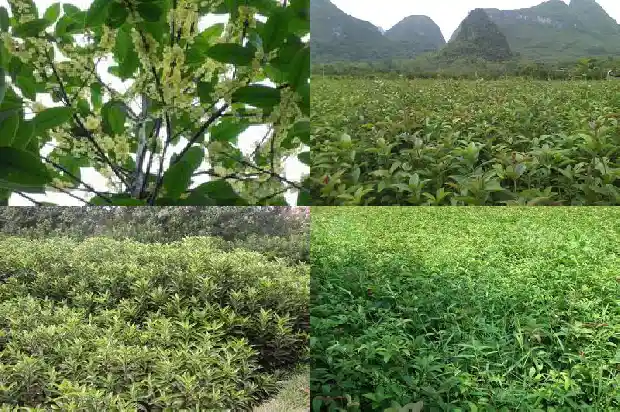 家里养桂花树好吗1683681351969