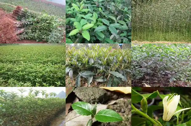 家里养桂花树好吗1683681352017