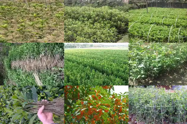 桂花树哪家好养1683681394705