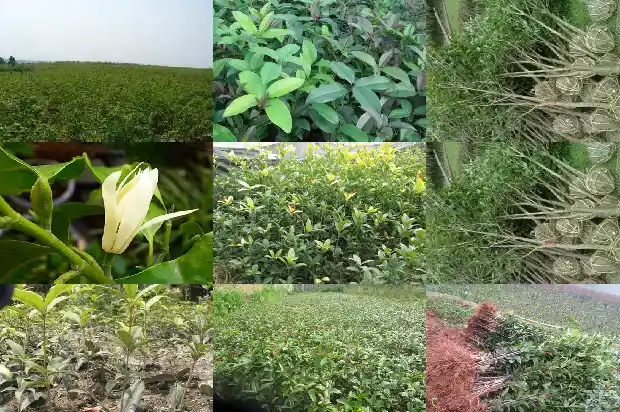 6年桂花树能卖多少钱一斤1689838296932