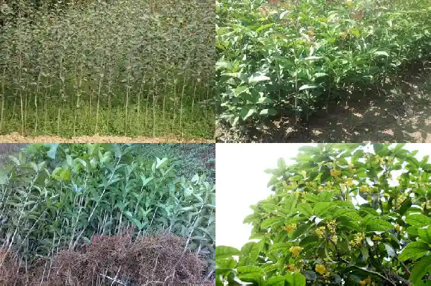 十几年的桂花树突然叶子全枯萎了1683681429654