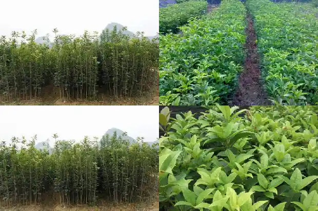 十几年的桂花树突然叶子全枯萎了1683681429701