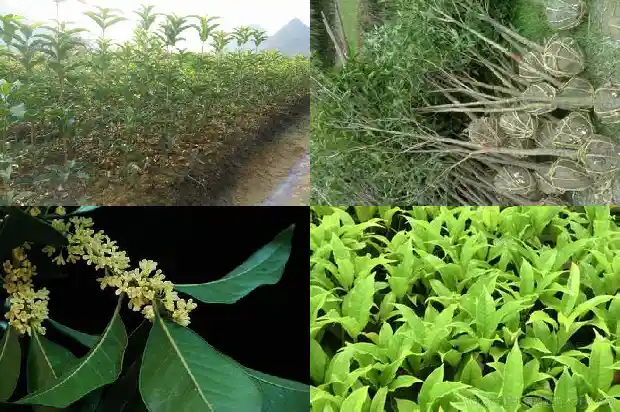 哪里桂花树苗最便宜的种植1683681466981