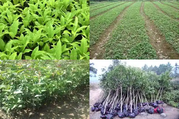 哪里桂花树苗最便宜的种植1683681467029