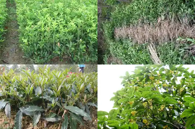 哪里桂花树苗最便宜的种植1683681467077