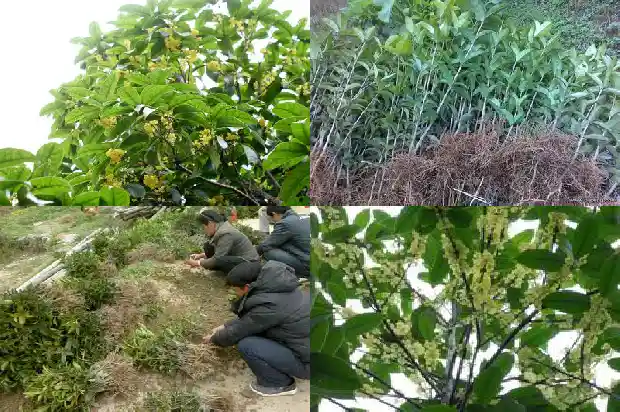 北方能种桂花树吗?桂花树适合北方种植吗?1683681502026