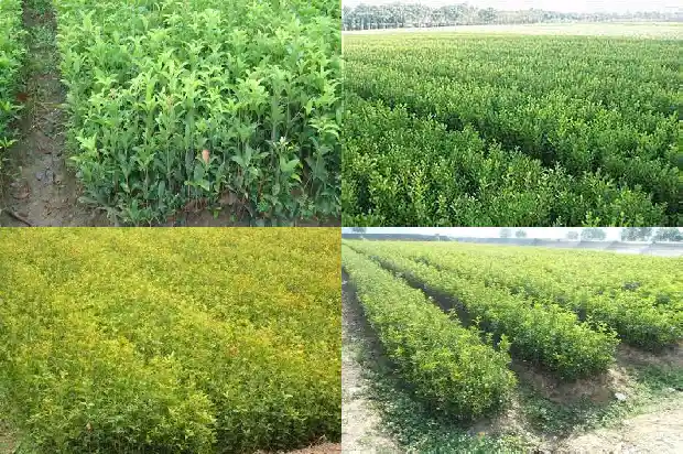 北方能种桂花树吗?桂花树适合北方种植吗?1683681502074