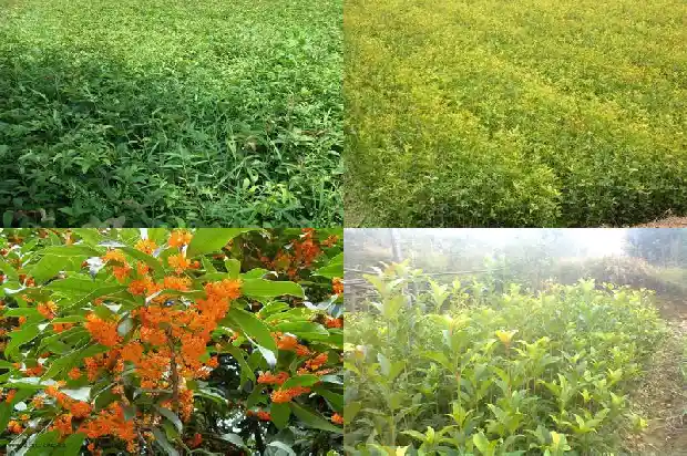 西北有桂花吗1683681519924